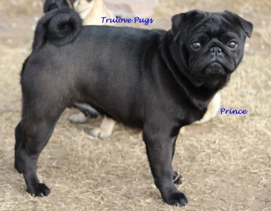 Prince Pug