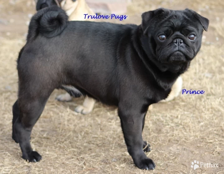 Prince Pug