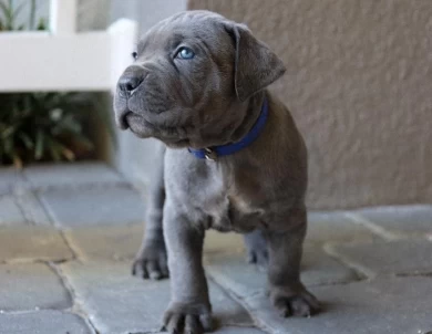 cane corso pups Puppies for Sale