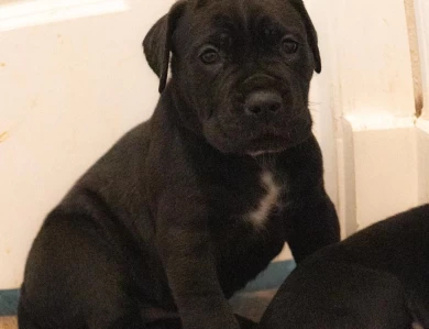cane corso pups Puppies for Sale
