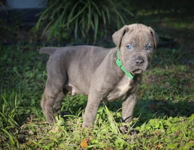 cane corso pups Puppies for Sale