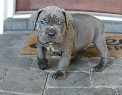cane corso pups Puppies for Sale
