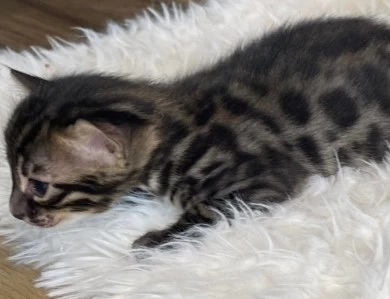 Male 4 Kittens for Sale