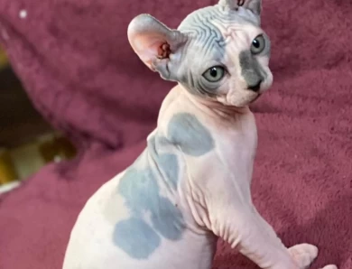 Sphynx Kittens Ready Now!   No Wait!!