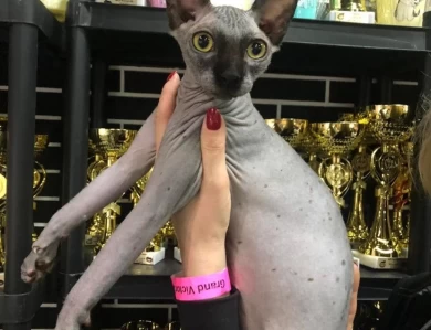 Elvira