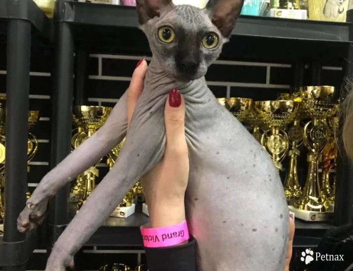 Elvira Sphynx
