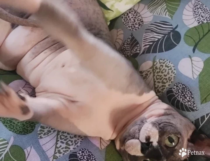 Quinn Sphynx