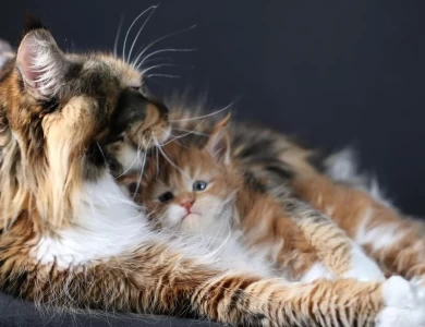 Luxury Maine Coon Kittens