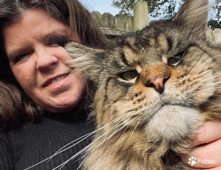 The Beast Maine Coon