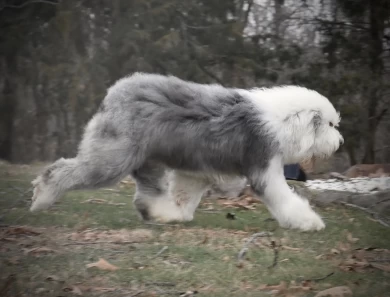 Pratas Old English Sheepdogs