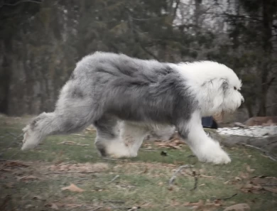 Queeny Old English Sheepdog