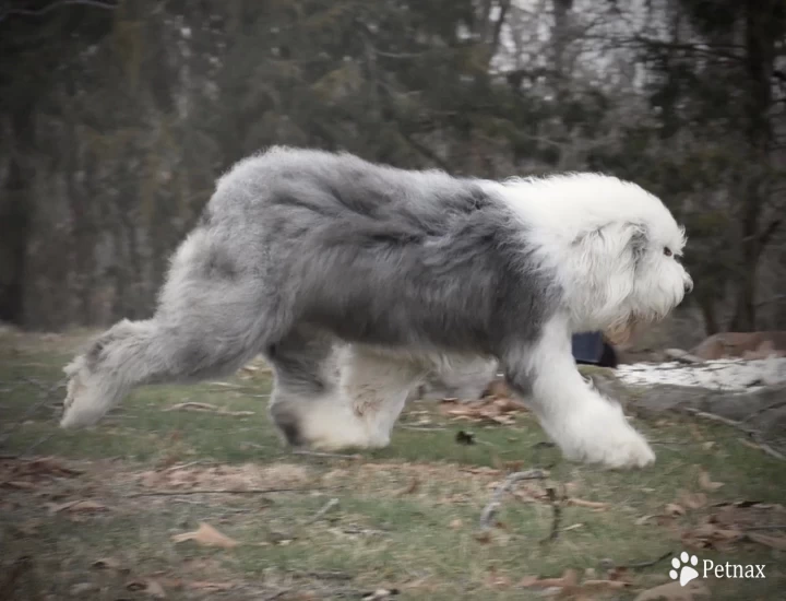 Queeny Old English Sheepdog