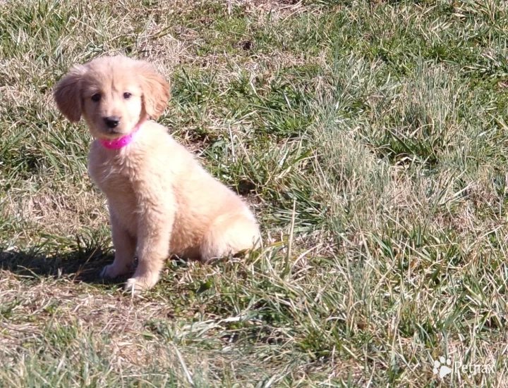 buck Puppies for Sale