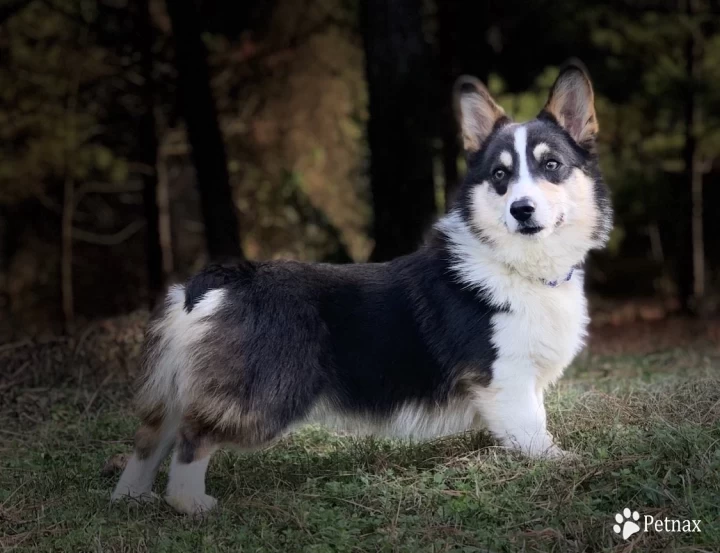 Turbo Pembroke Welsh Corgi