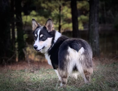 Turbo Pembroke Welsh Corgi