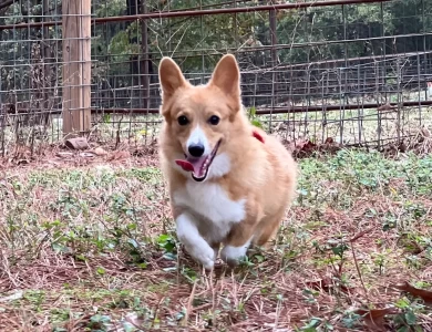 Lexi Pembroke Welsh Corgi