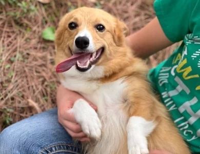 Lexi Pembroke Welsh Corgi