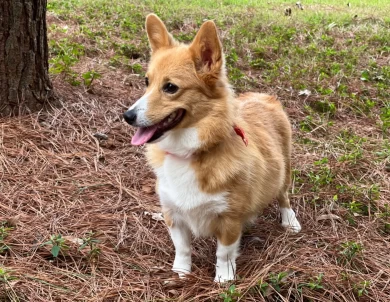 Lexi Pembroke Welsh Corgi