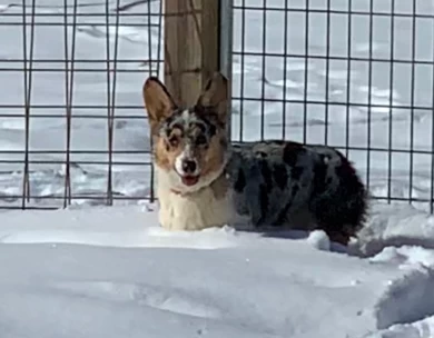 Marley Pembroke Welsh Corgi