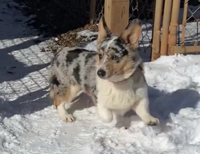 Marley Pembroke Welsh Corgi