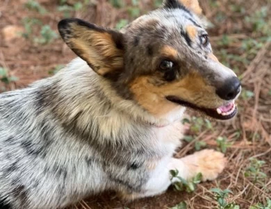 Sofia Pembroke Welsh Corgi