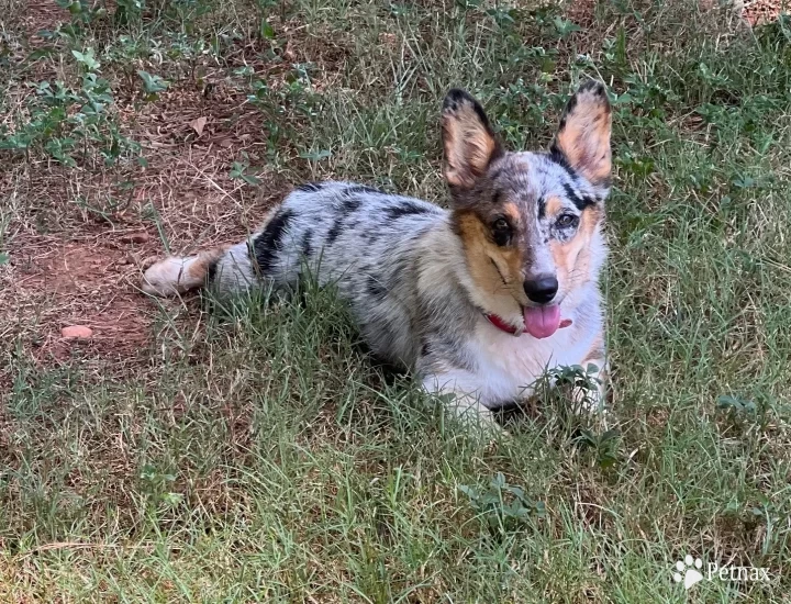 Sofia Pembroke Welsh Corgi