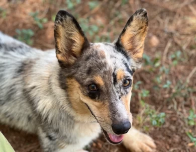 Sofia Pembroke Welsh Corgi