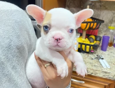 French bulldog babies 