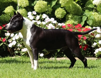 American Staffordshire Terriers