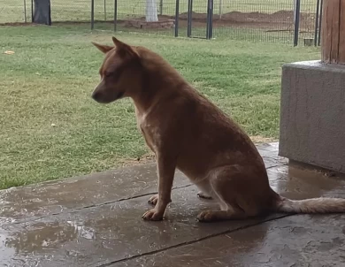 Amy Australian Cattle Dog