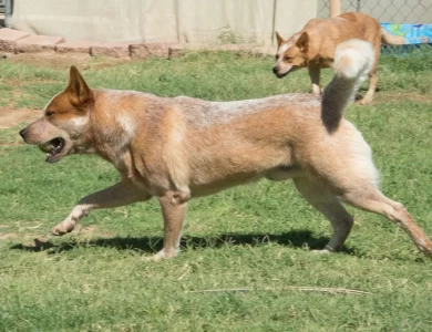 Cummins Australian Cattle Dog