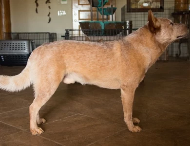 Cummins Australian Cattle Dog