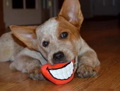 Cummins Australian Cattle Dog