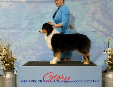 Sky Creek Three Crosses  Australian Shepherd