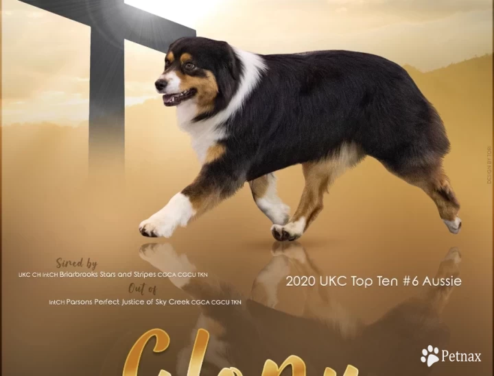 Sky Creek Three Crosses  Australian Shepherd