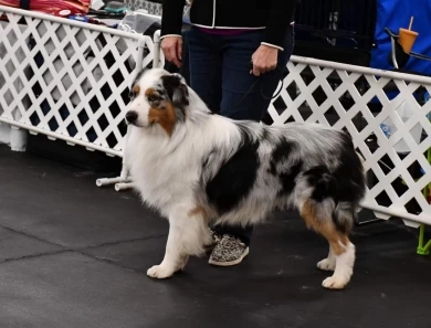 Sky Creek Semper Fi  Australian Shepherd