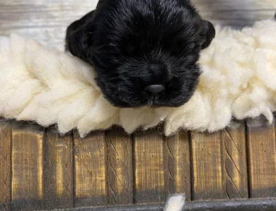 Black Female Puppies for Sale