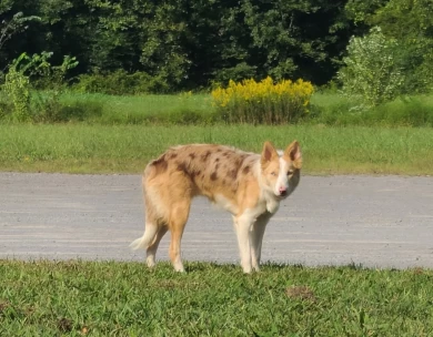 Kassie Border Collie