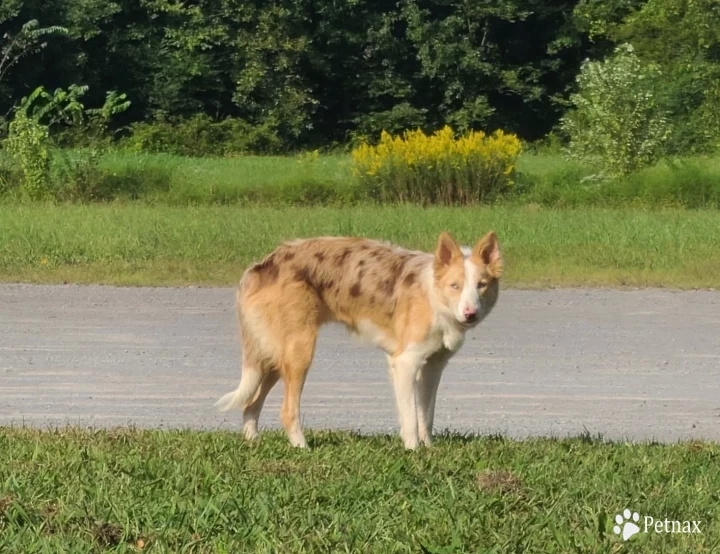 Kassie Border Collie