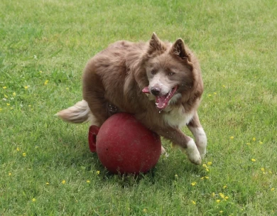 Turbo Border Collie