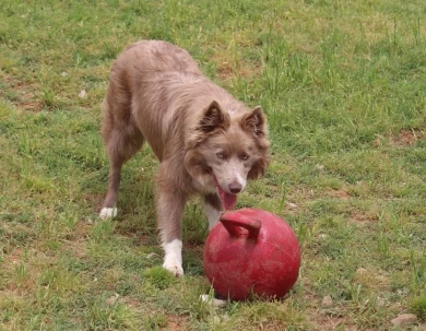 Turbo Border Collie