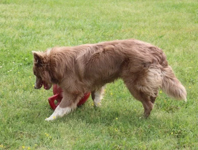 Turbo Border Collie