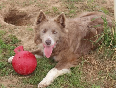 Turbo Border Collie