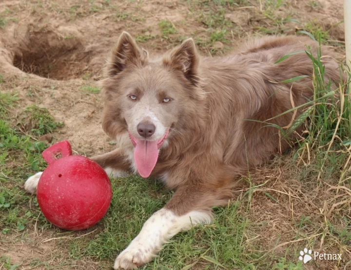 Turbo Border Collie