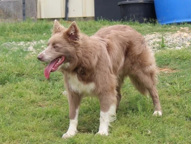 Turbo Border Collie