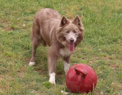 Turbo Border Collie