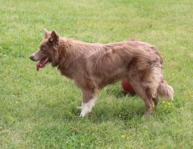 Turbo Border Collie