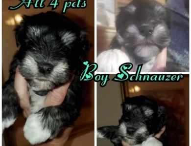 All 4 Pets yorkie and schnauzer