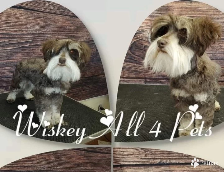 Wiskey Miniature Schnauzer