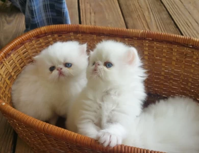 Fancy Felines Persian, Himalayans,  and 